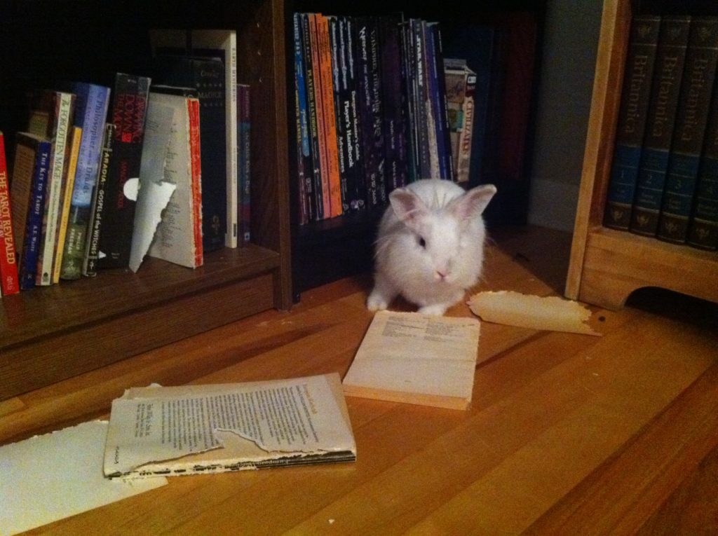 Curiously, she went straight for the Margaret Murray books about mediaeval witchcraft. And ate them.