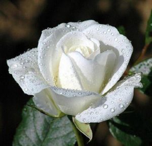 white-rose1